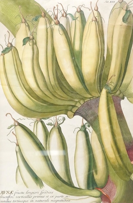 After C J Trew, Study of bananas, engraving inscribed in Latin, plate no. XIX, 44 x 29cm